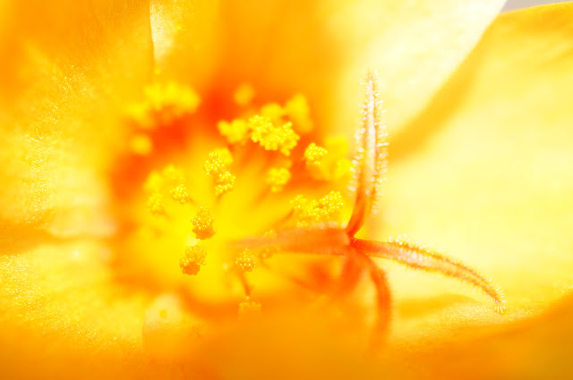 macro image of a portulaca flower taken with a sony nex 5nd and 30mm macro