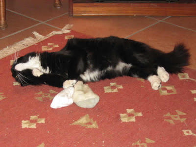 Joey killing that catnip sock Joey killing that catnip sock