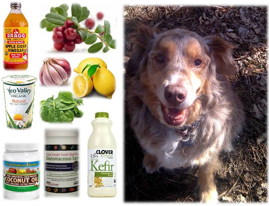 Using Turmeric In Cat Food Using Turmeric In Cat Food