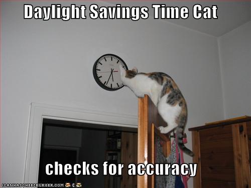 Image result for daylight savings cat
