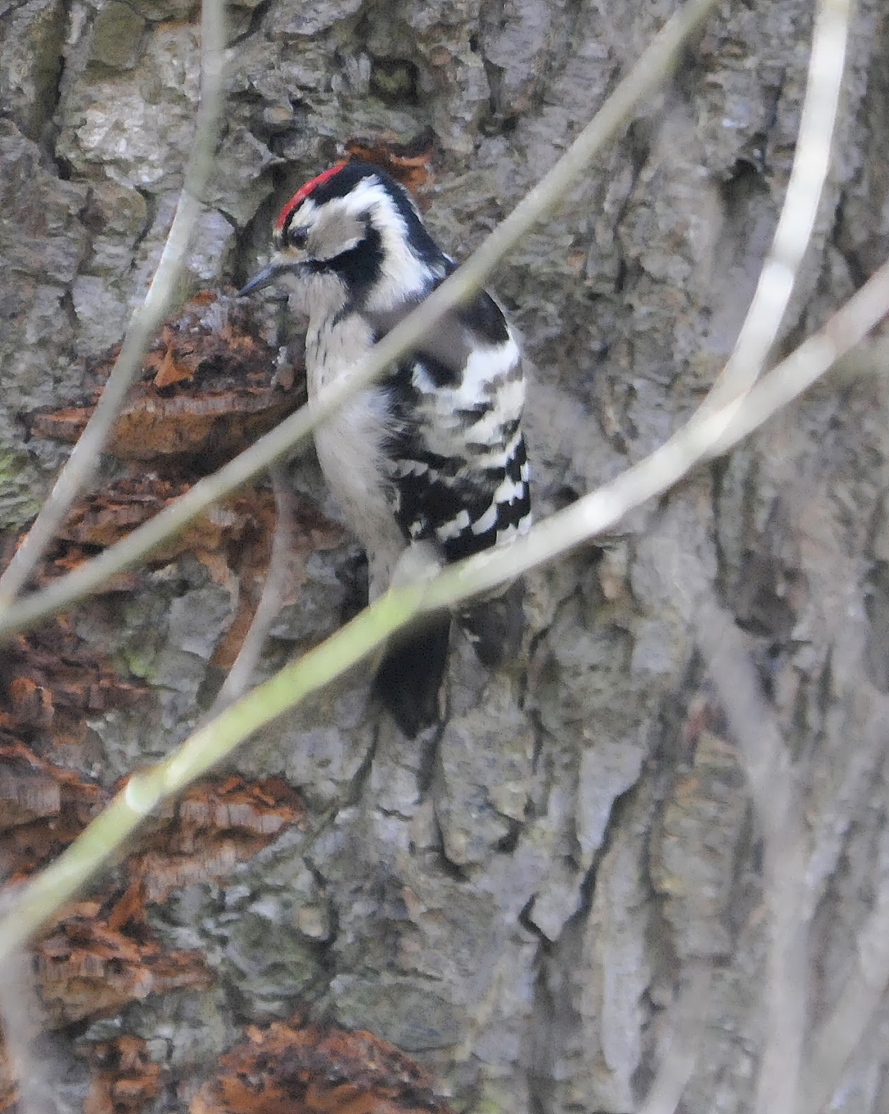 Anthony's Birding Blog: Lesser Spotted Woodpecker