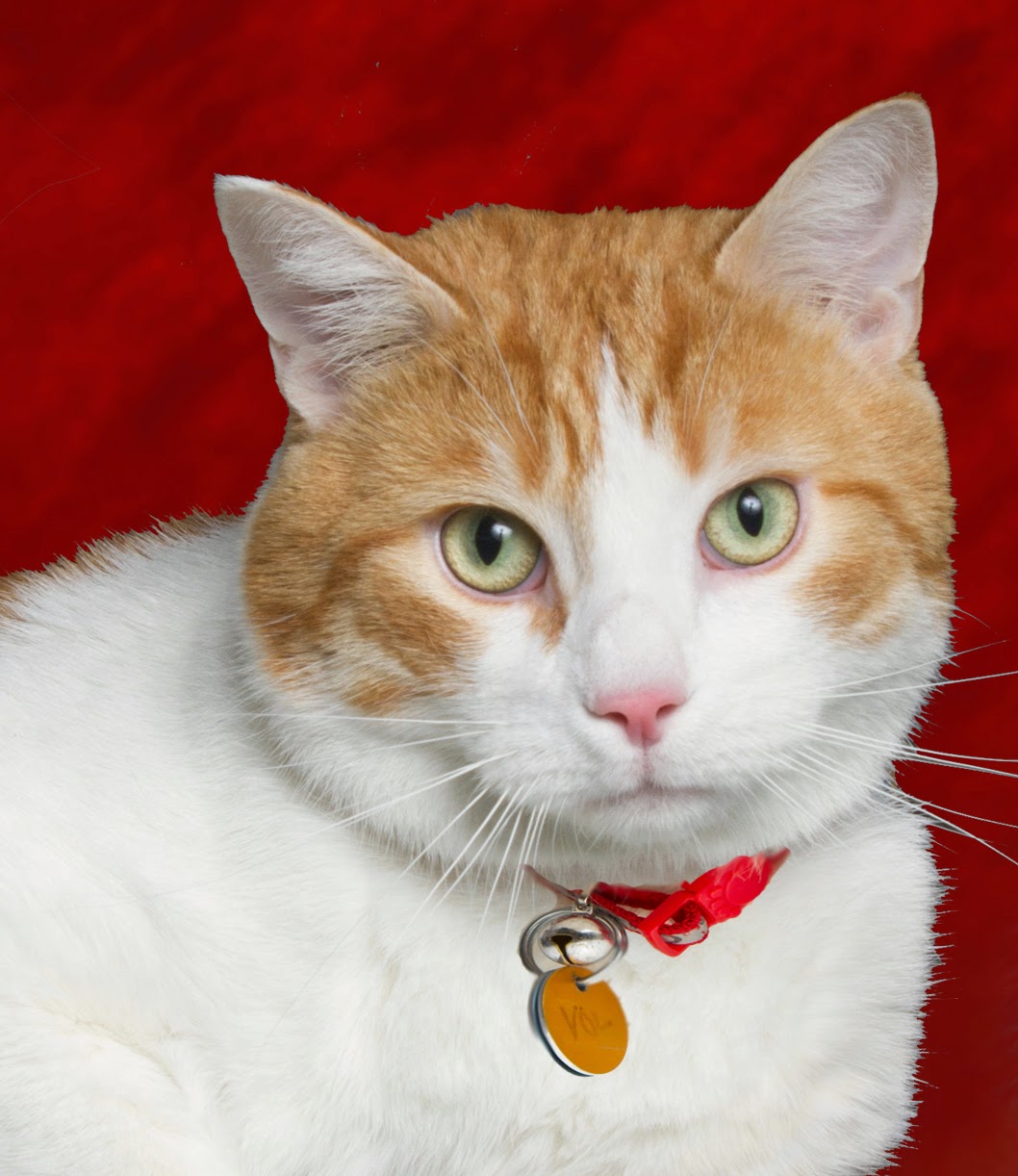 Discover The Kitties Behind The Label Adopt A Special Needs Cat In May And Get A Free Vet Visit Ottawa Humane Society