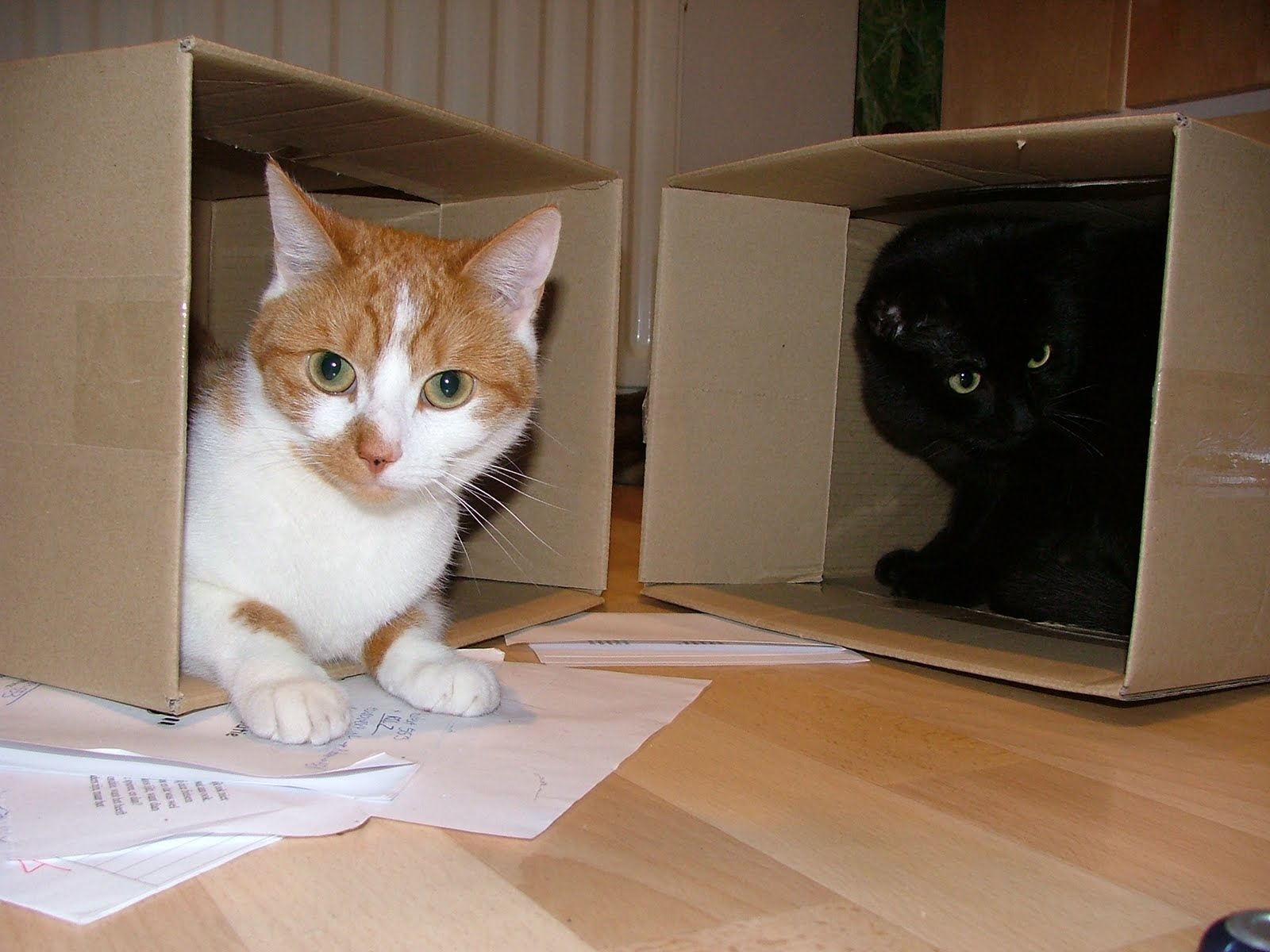 we like boxes! Funny Cat Pictures