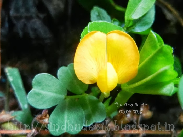 Arachis Hypogaea flower and leaves from my balcony garden.