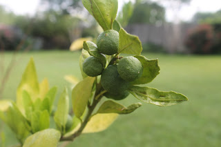 meyer lemon