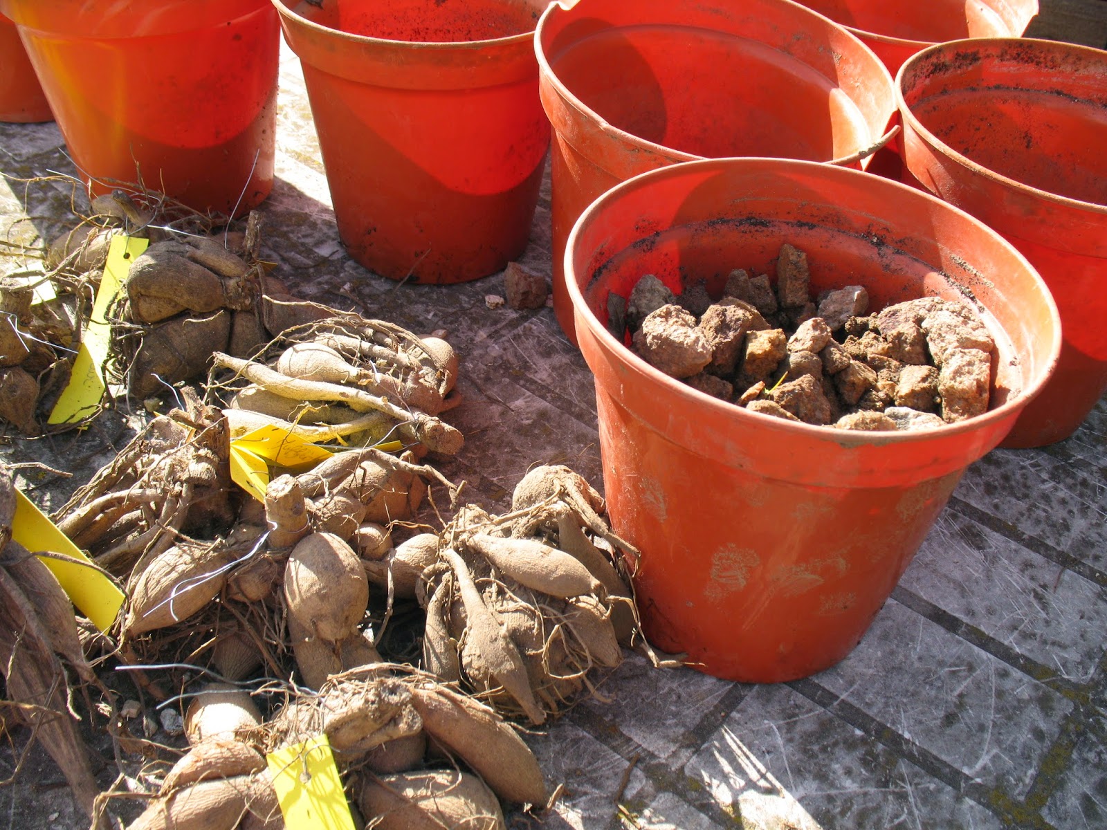 Potager En Pots Les Fruitiers