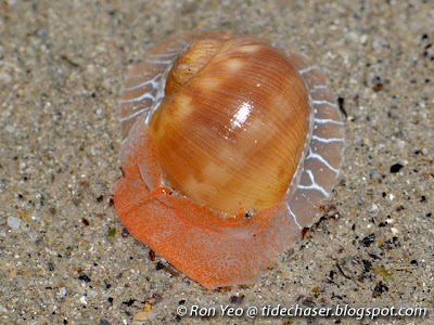 Zoned Moon Snail (Naticarius zonalis) Zoned Moon Snail (Naticarius zonalis)