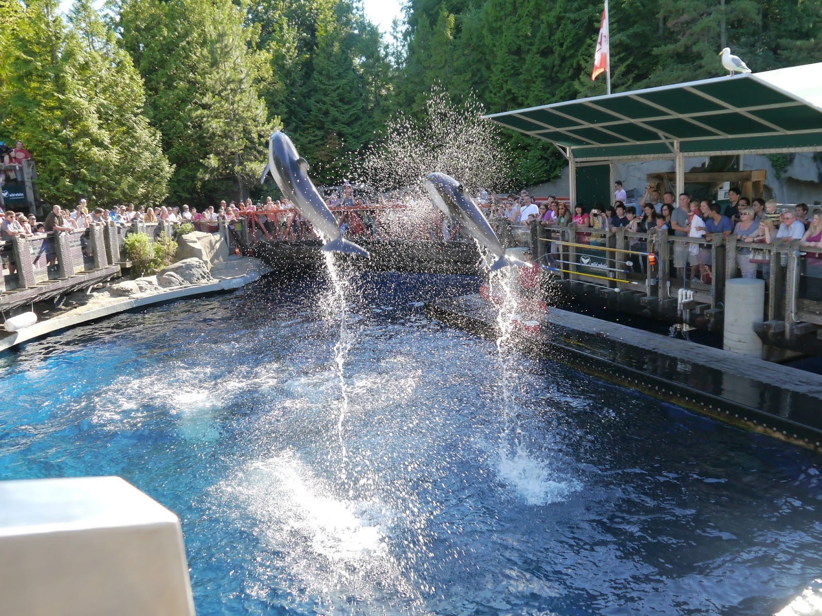 Dolphin show