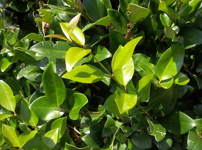 Future Plants By Randy Stewart Privet