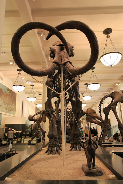 The famous Mammuthus (Mammoths) during the Ice Age at Museum Natural History in New York City, USA The famous Mammuthus (Mammoths) during the Ice Age at Museum Natural History in New York City, USA