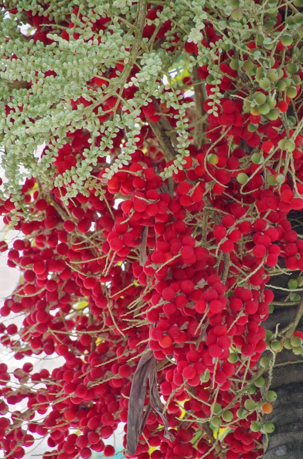 Trees and Plants Christmas Palm, Manila Palm, Kerpis Palm (Adonidia