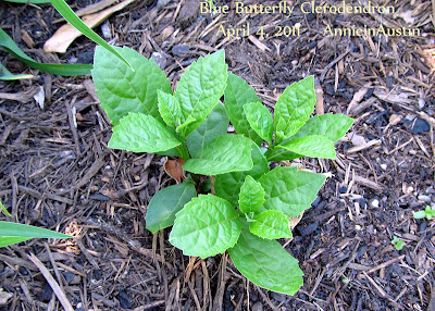 Annieinaustin, emerging leaves Blue Clereodendron