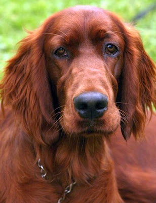 insulinoma in dogs vet insulinoma in the symptoms diagnosis and treatment insulinoma in dogs vet insulinoma in the symptoms diagnosis and treatment