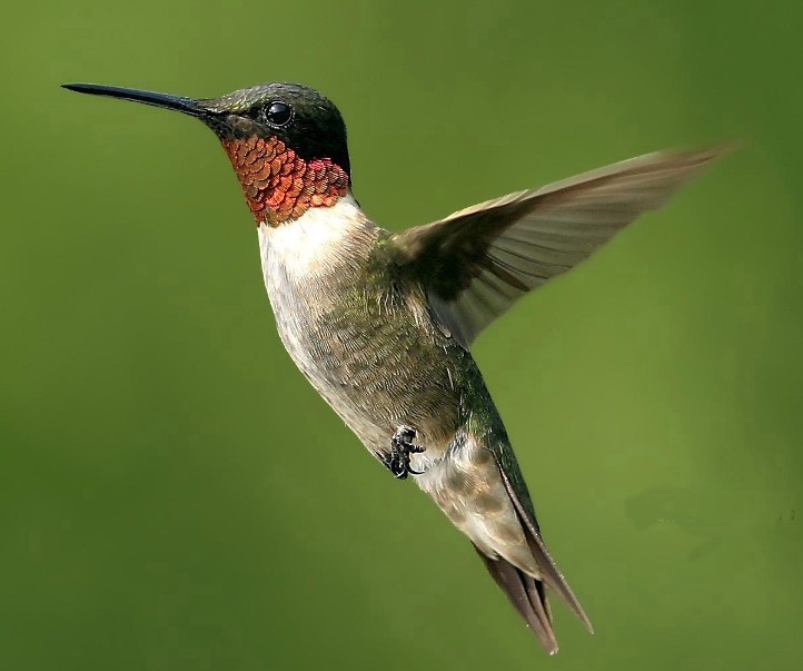 interesting facts about humming birds do you know interesting facts about humming birds do you know