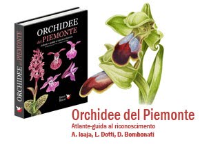 Orchidee del Piemonte