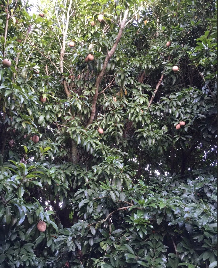 EYE ON MIAMI The Great Tropical Fruit Farm Tour of 2015. By