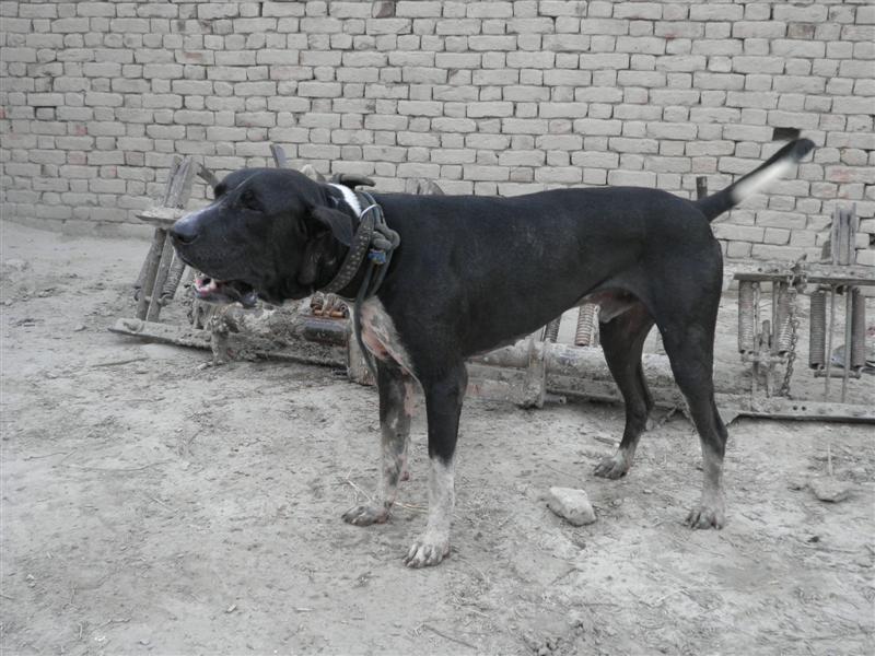 Bully Kutta vs Pitbull y Bullydog Bully Kutta Bully Kutta vs Pitbull y Bullydog Bully Kutta