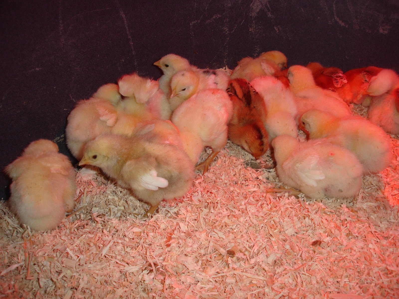 sagittas chickens