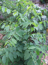 daun daun katuk
