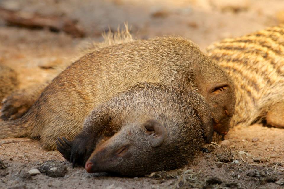 Banded mongoose