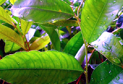 leaves agarwood health gaharu benefits