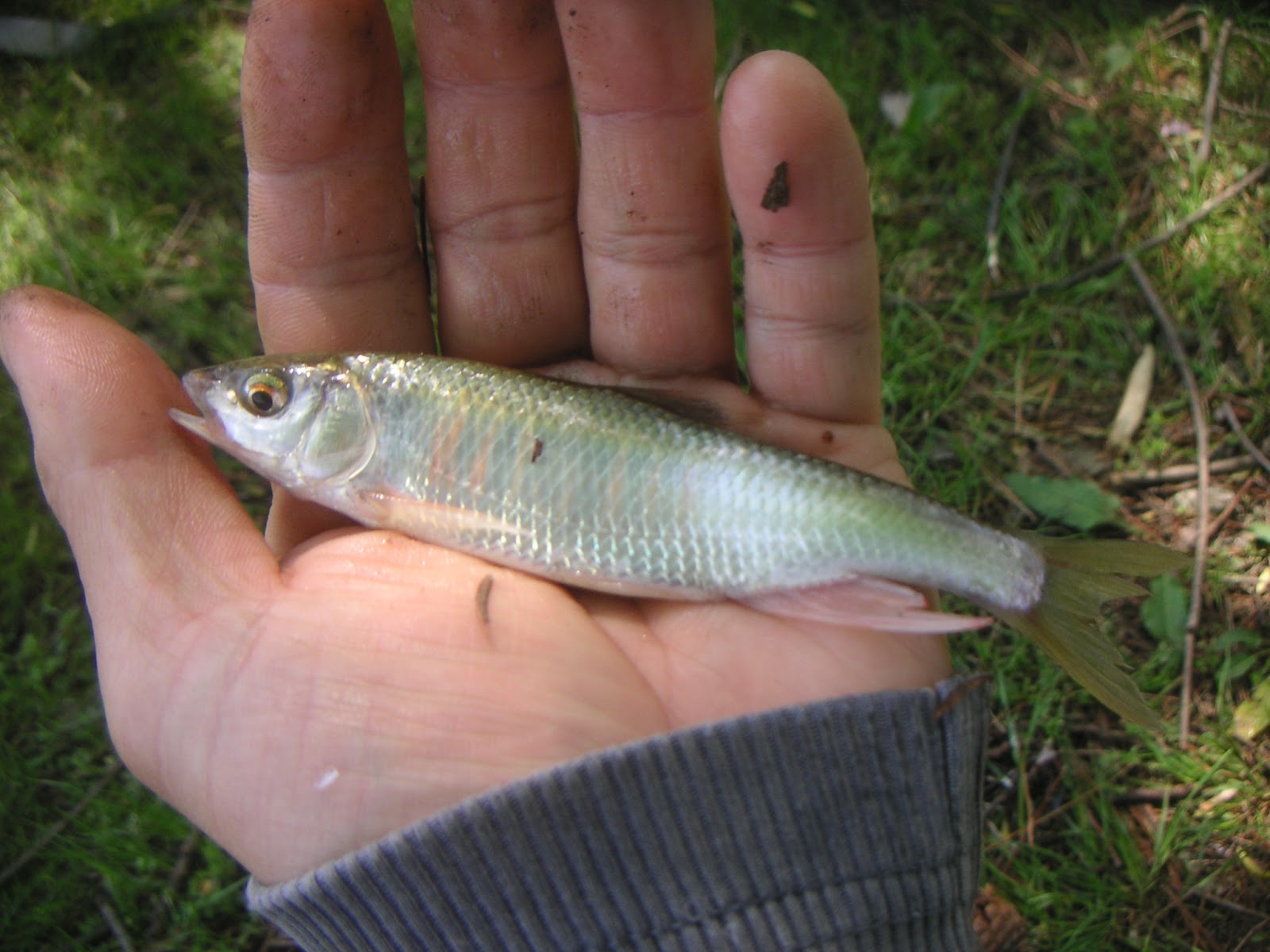 釣りガサブログ ホンモロコ釣り