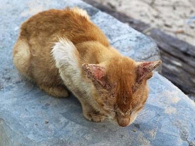 Gadis Antik Petua nak Hilangkan Kurap Kucing. )
