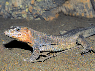 El Hierro Giant Lizard