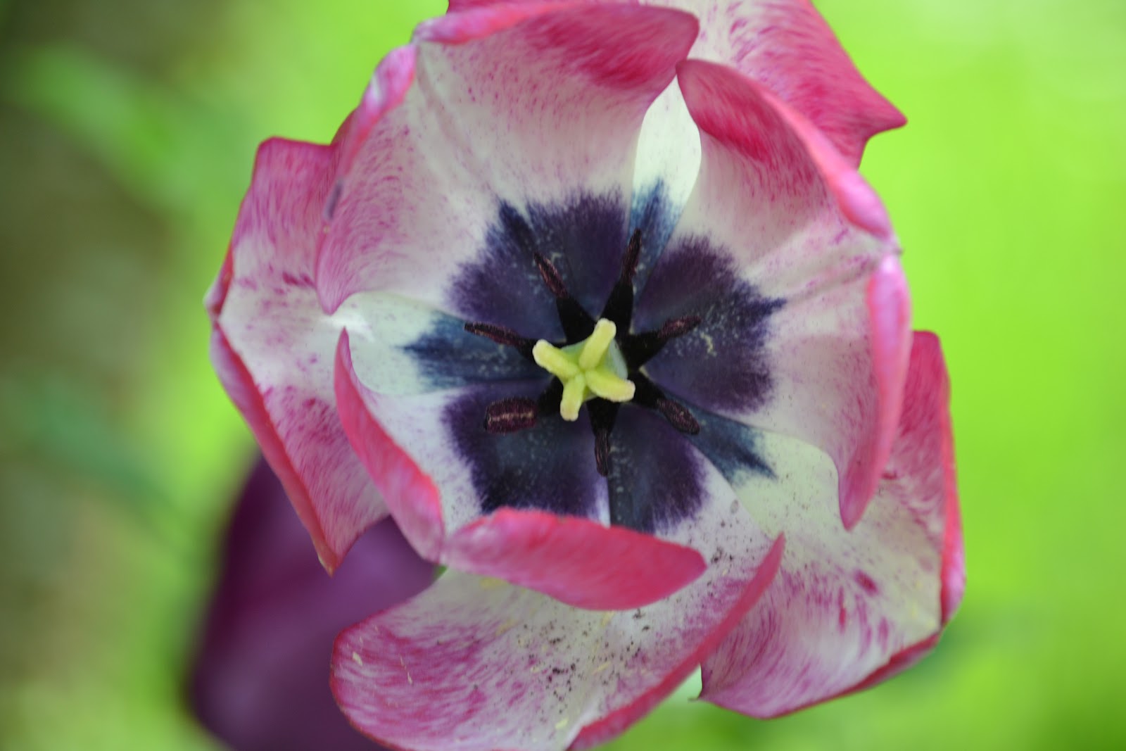 Spira trädgårdsdesign: maj 2012