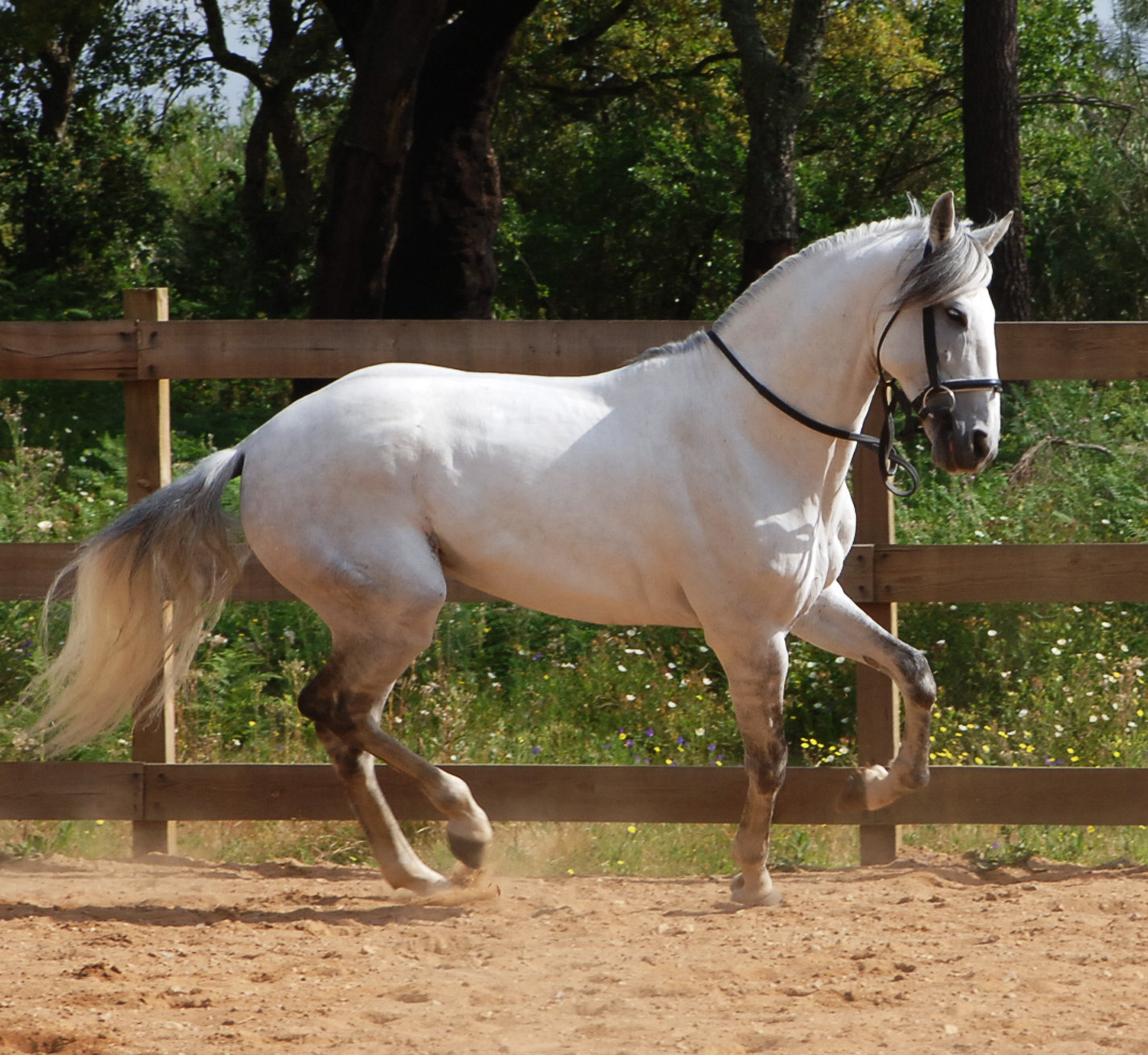 VIVEN CABALLO viven caballo: