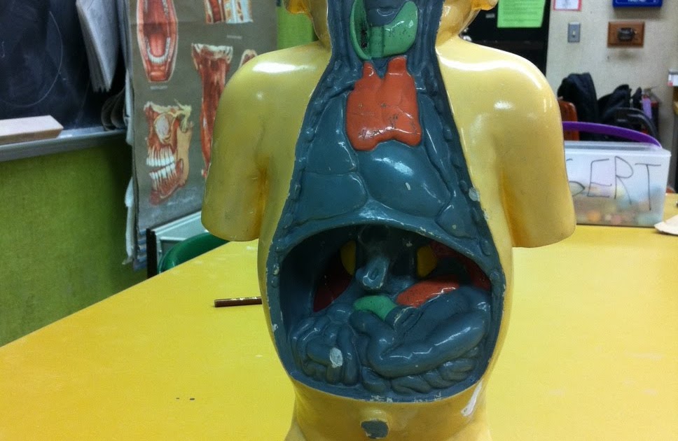 Anatomy120: models: Endocrine System