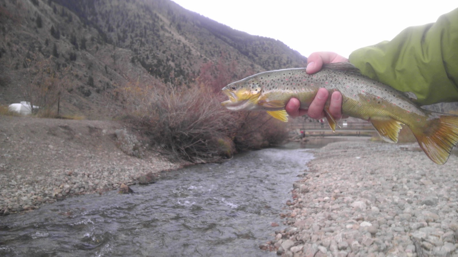 Colorado Fly Fishing 10/12/12 Clear Creek at