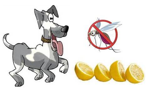 Dog Training Lemon Juice Dog Training Lemon Juice
