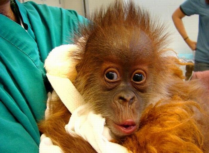 Medicina di una fotografia di parassiti