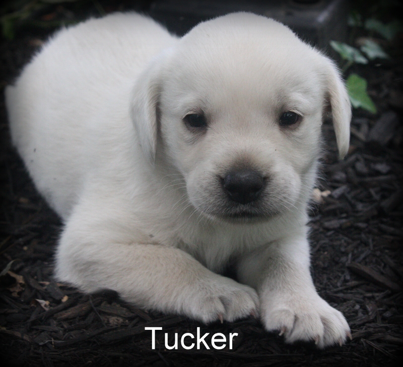 Maplewood Labradors White Labrador English Cream Labrador Puppy