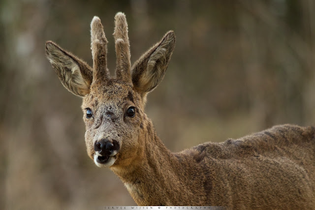 Ree - Roe Deer - Capreolus capreolus