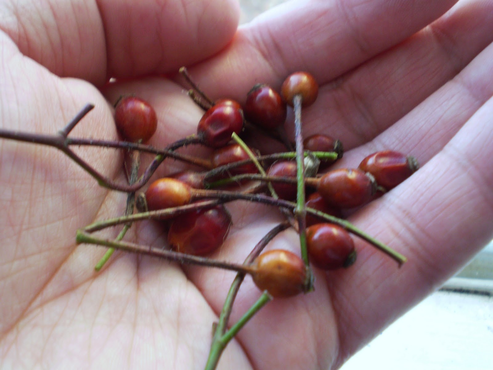 Green Jean rose seed