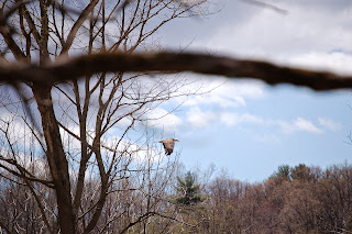 Bald Eagle flying