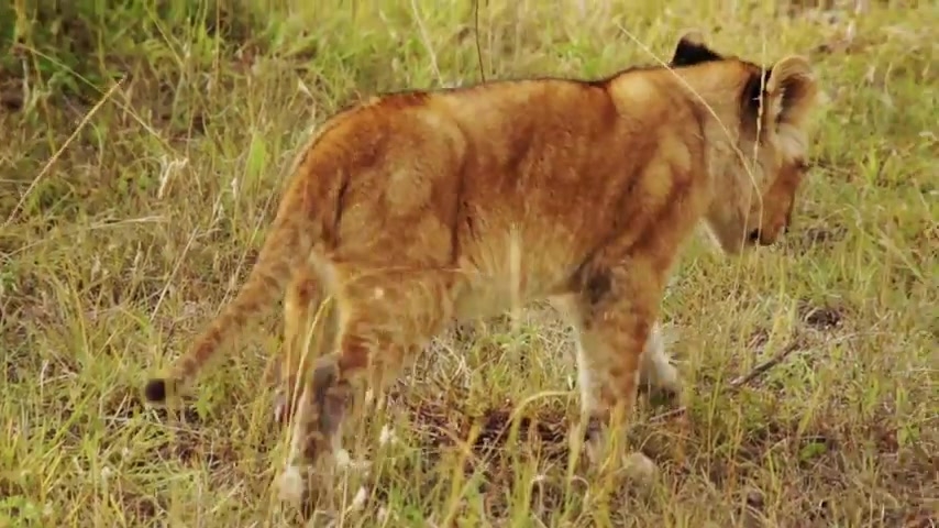 Baby Lion Playing