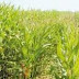 Prácticas agrícolas amenazan cultivo ampliamente cultivado del maíz