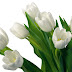 White tulips flowers.
