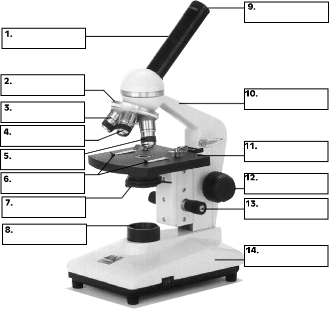 Anatomy And Physiology I Coursework  Microscope A P
