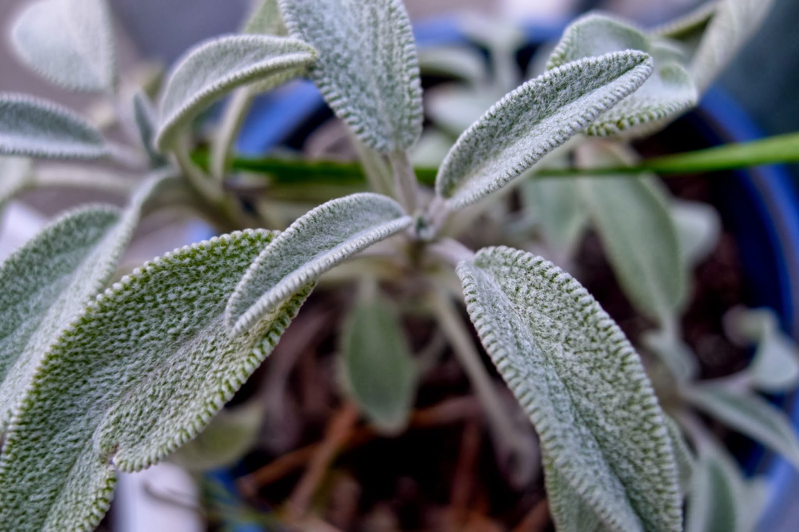 Less Noise, More Green What to do with herbs over winter