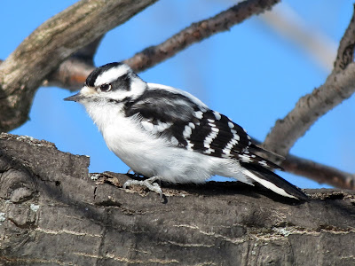 Female Downy Woodpecker, Lake Ontario Park, Kingston, Canada