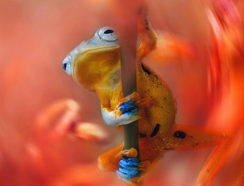 15-Wil-Mijer-Frog-Macro-Photography-www-designstack-co