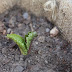 Progress Report: Starter Plant Project Updates