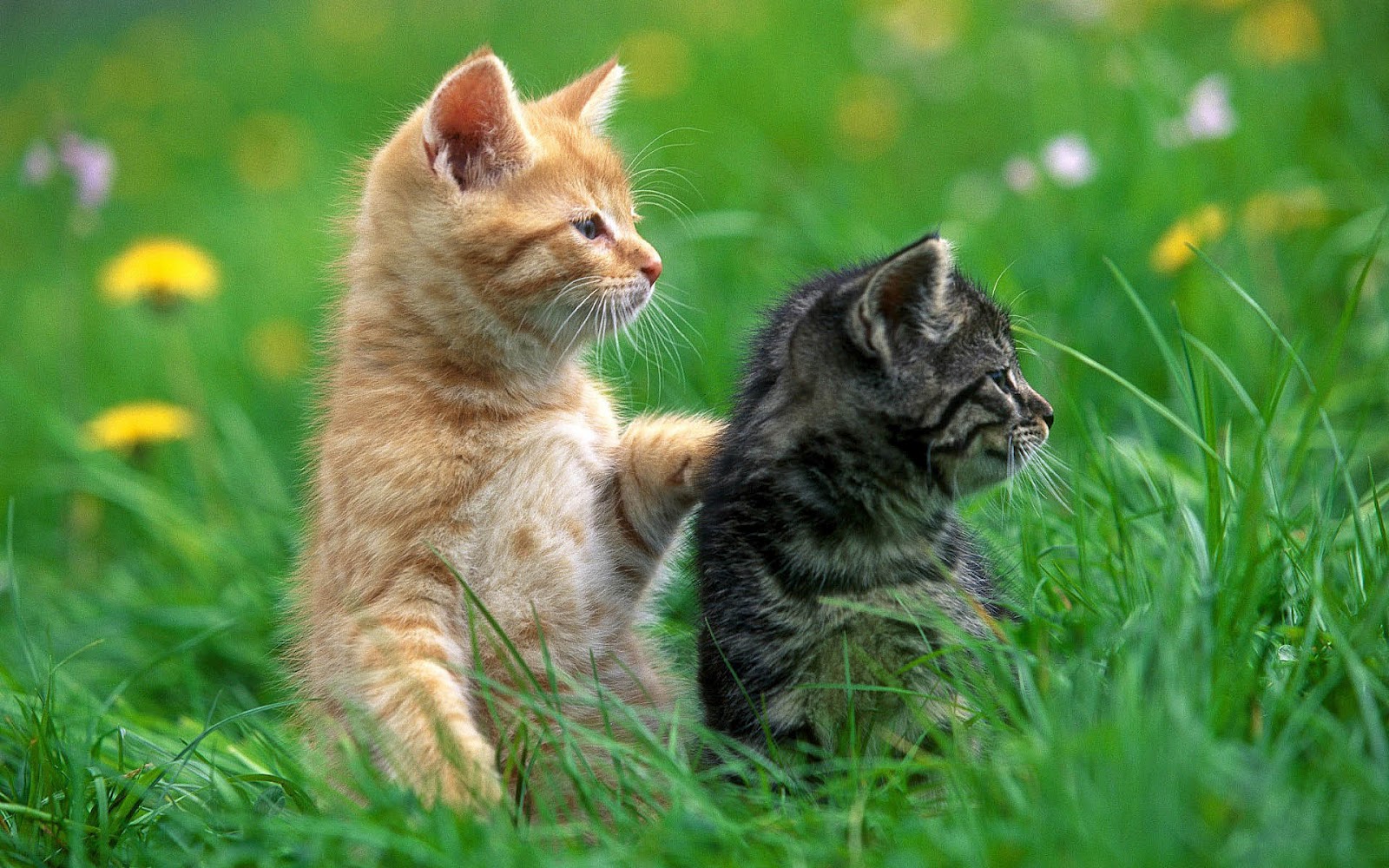 Cute Cat Wallpapers Entertainment Only