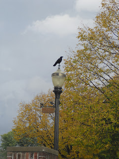 crow
