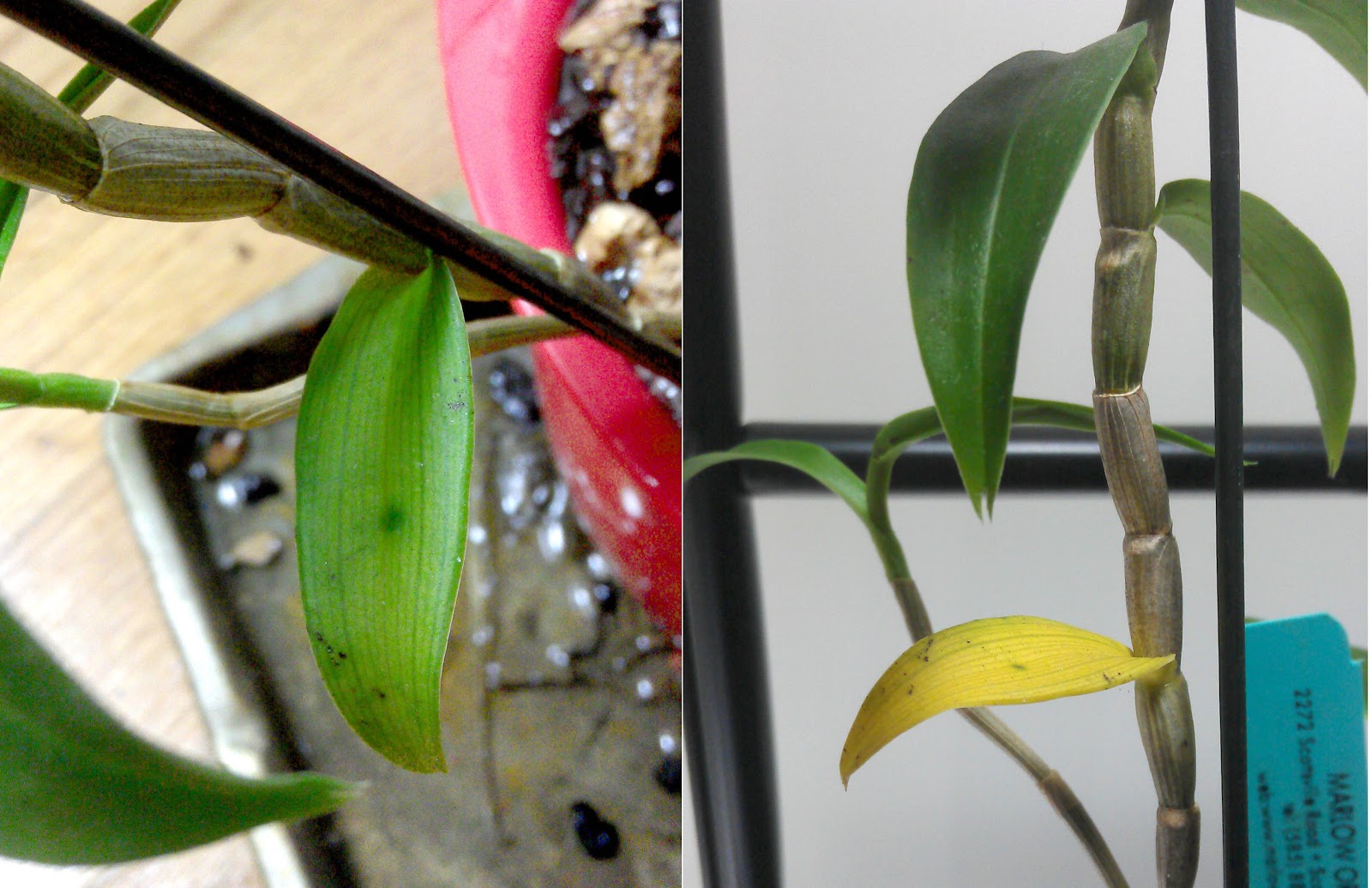 Maria's Orchids Dendrobium in danger I think my dendrobium victoria