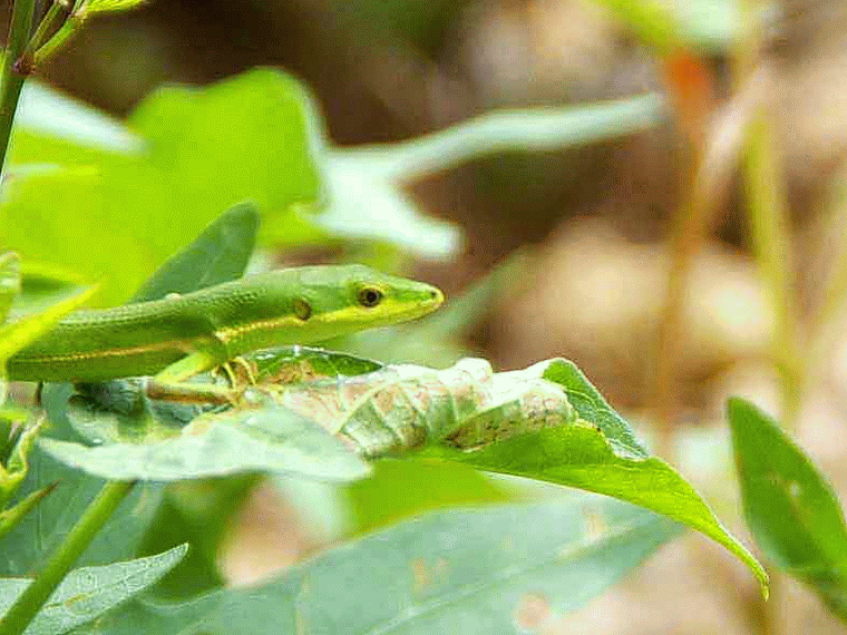 Ryukyu Life Green Grass Lizard Is What We'll Call It (GIF)